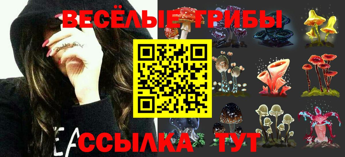 Псилоцибиновые грибы Psilocybine cubensis Котлас